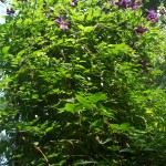 garden 001