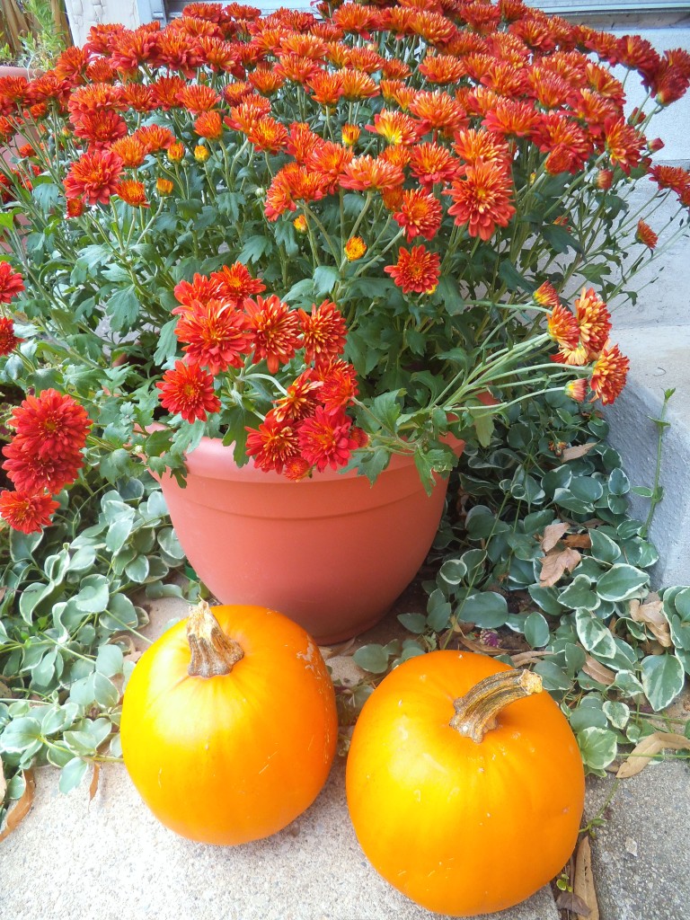 Mums and Pumpkins