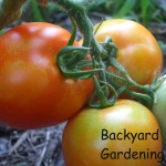 Backyard Gardening