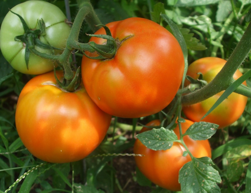 Peeling Fresh Tomatoes Mamal Diane   Tomatoes 001 1024x786 